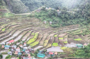   coultivation pirinç Teras alanı   