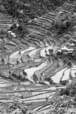   coultivation pirinç Teras alanı   