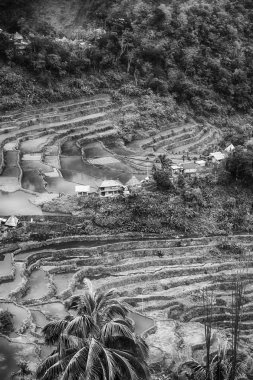   coultivation pirinç Teras alanı   