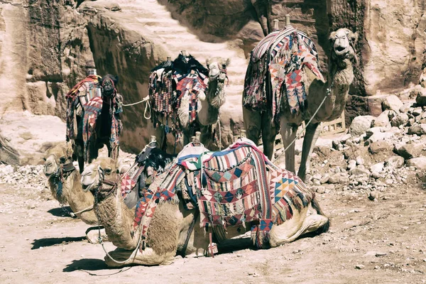 Antik sitesi deve turistik merak. — Stok fotoğraf