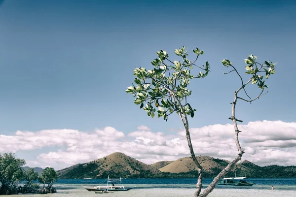 güzel ada cosatline ve ağaç  