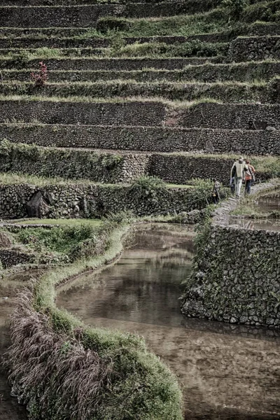 Campo de terraço para coultivação de arroz — Fotografia de Stock