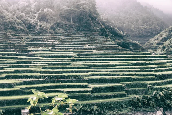 Campo de terraço para coultivação de arroz — Fotografia de Stock