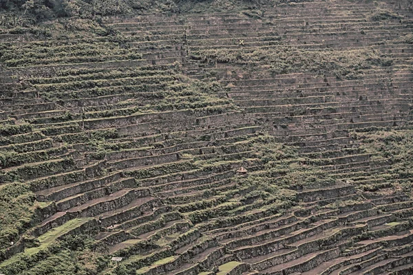   coultivation pirinç Teras alanı   