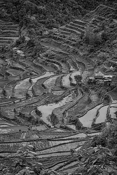 Campo de terraço para coultivação de arroz — Fotografia de Stock