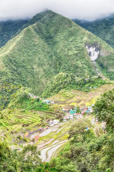 Terrace   field for  coultivation of rice — Stock Photo, Image