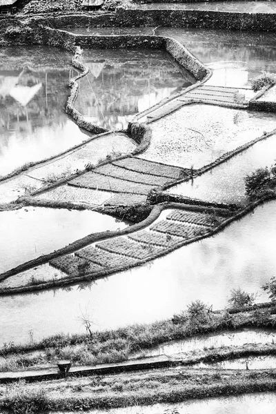   coultivation pirinç Teras alanı   