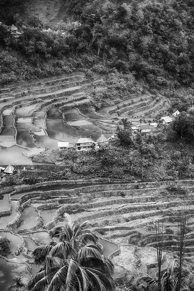   coultivation pirinç Teras alanı   