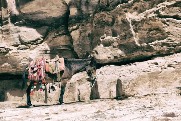 Ослик поджидает туриста возле горы — стоковое фото