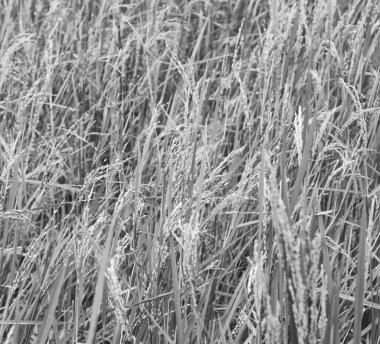   bir pirinç tahıl ekimi alanı yakın çekim