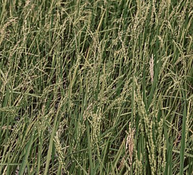   bir pirinç tahıl ekimi alanı yakın çekim