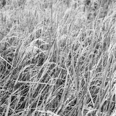 bulanıklık Filipinler yakın çekim bir pirinç tahıl ekimi alanı