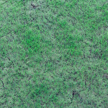 bulanıklık Filipinler yakın çekim bir pirinç tahıl ekimi alanı