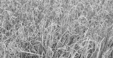 bulanıklık Filipinler yakın çekim bir pirinç tahıl ekimi alanı