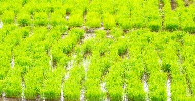 bulanıklık Filipinler yakın çekim bir pirinç tahıl ekimi alanı