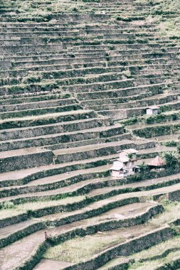   coultivation pirinç Teras alanı   