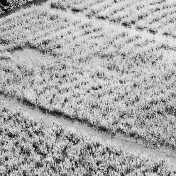 フィリピンでぼかしを穀物栽培水田のクローズ アップ — ストック写真