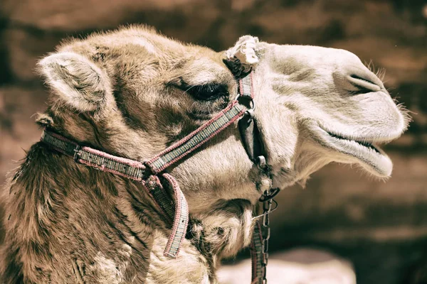 Petra Jordanië Het Hoofd Van Een Kameel Klaar Voor Toeristische — Stockfoto