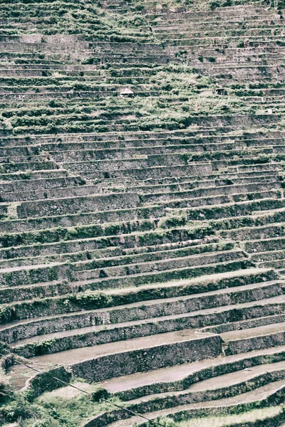 Campo de terraço para coultivação de arroz — Fotografia de Stock