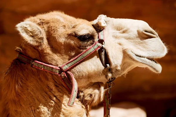 In jordan the head of a camel — Stock Photo, Image