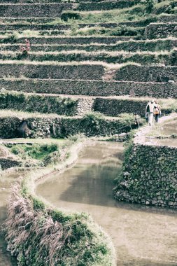   coultivation pirinç Teras alanı   