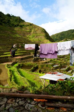   coultivation pirinç Teras alanı   