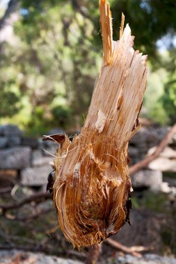 ormanda bazı ağaçlar ve neddles kesti