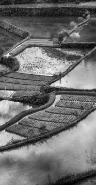   coultivation pirinç Teras alanı   