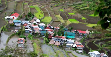   coultivation pirinç Teras alanı   