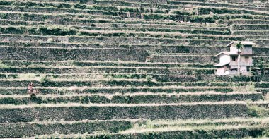   coultivation pirinç Teras alanı   