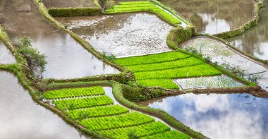   coultivation pirinç Teras alanı   