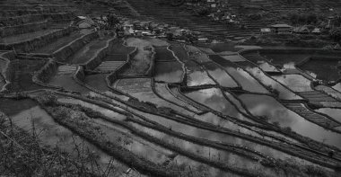   coultivation pirinç Teras alanı   