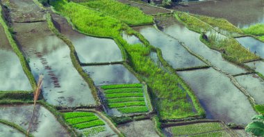   coultivation pirinç Teras alanı   