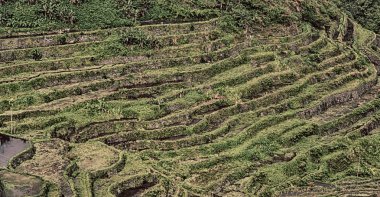   coultivation pirinç Teras alanı   