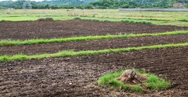   coultivation pirinç Teras alanı   