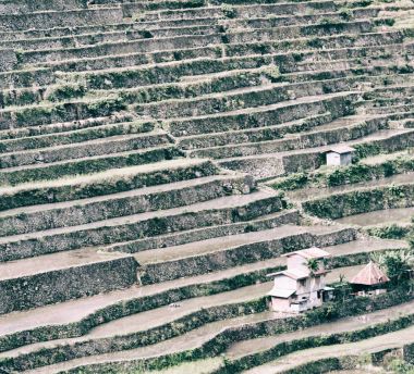   coultivation pirinç Teras alanı   