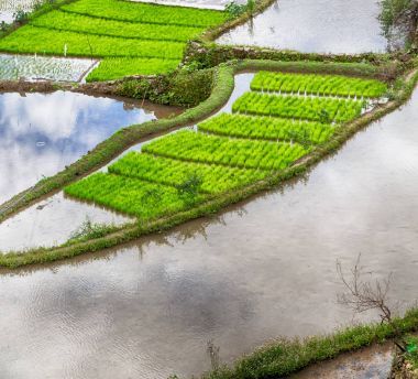   coultivation pirinç Teras alanı   