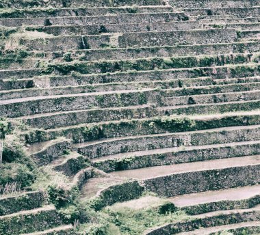   coultivation pirinç Teras alanı   