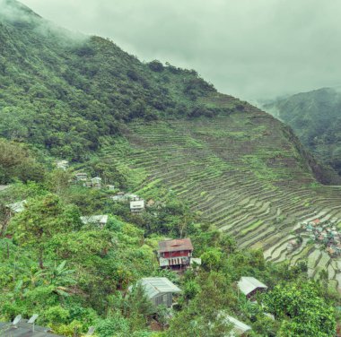   coultivation pirinç Teras alanı   