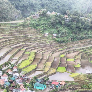   coultivation pirinç Teras alanı   