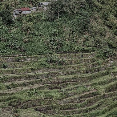   coultivation pirinç Teras alanı   