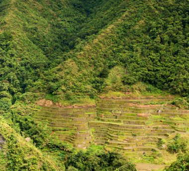   coultivation pirinç Teras alanı   