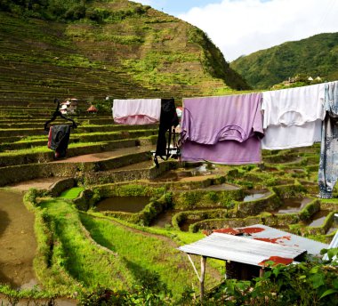   coultivation pirinç Teras alanı   