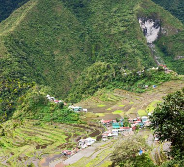   coultivation pirinç Teras alanı   