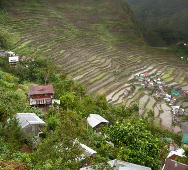   coultivation pirinç Teras alanı   