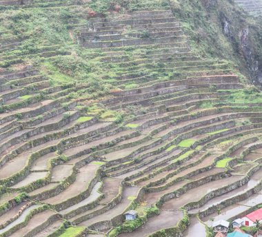   coultivation pirinç Teras alanı   