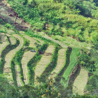   coultivation pirinç Teras alanı   