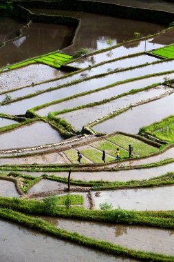   coultivation pirinç Teras alanı   
