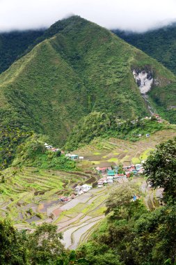   coultivation pirinç Teras alanı   