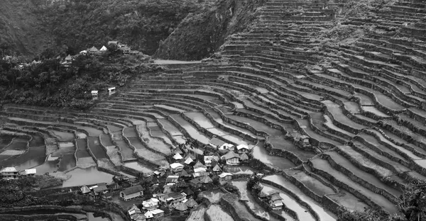 Campo de terraço para coultivação de arroz — Fotografia de Stock